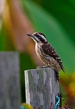Sunda lesser spotted woodpecker