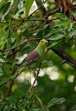 Andaman Green Pigeon