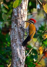 Fire-backed Woodpecker