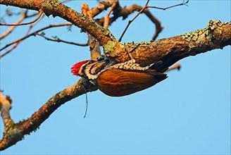 Fire-backed Woodpecker