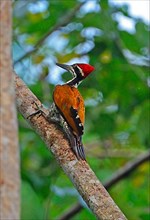 Greater Flameback