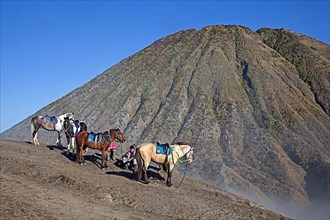 Horses waiting to bring tourists down from visiting Mount Bromo