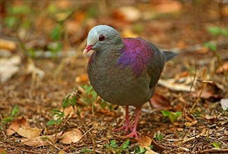Grey-fronted Quail-dove