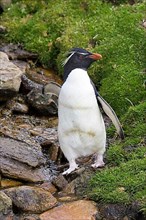 Southern rockhopper penguin