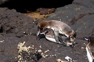 Mating Galapagos penguins