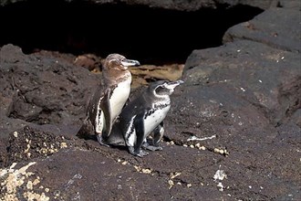 Galapagos penguins prepare for mating