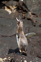 Galapagos Penguin Calls