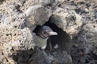 Galapagos penguin peers out of nesting cave in lava rock