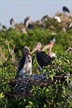 Young Marabou Storks nesting in the Okavango Delta of Botswana. Marabou are a large wading bird from the stork family Ciconiidae. It breeds in sub-Saharan Africa and is found in both wet and dry habit...