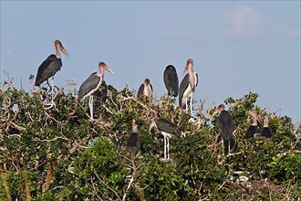 Nesting marabou stork colony in the Okavango Delta in Botswana. Marabou are a large wading bird of the stork family Ciconiidae. It breeds in sub-Saharan Africa and is found in both wet and dry habitat...