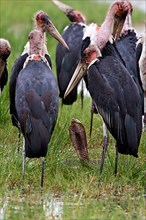 Marabou storks surround a Mozambican spicobra