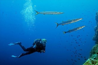 Diver and Mediterranean barracuda