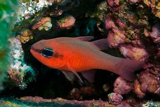 Mediterranean red cardinalfish