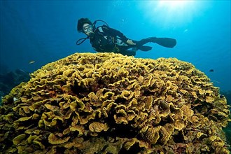 Diver and Yellow Lettuce Coral