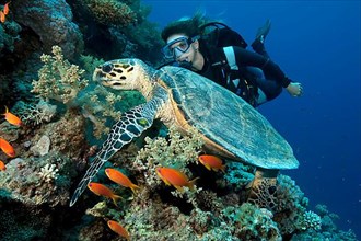 Diver and hawksbill sea turtle