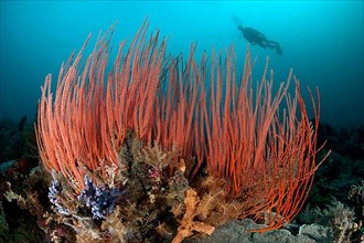 Red whip coral