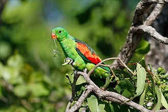 Red-winged parrots