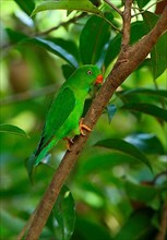 Spring Parrot