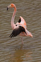 Large Flamingo Flapping Wings
