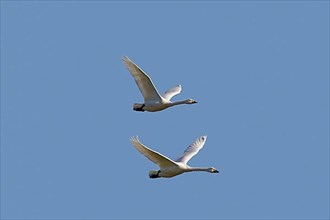 Two tundra swan