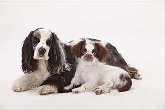 American Cocker Spaniel and mixed breed dog