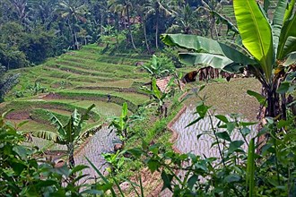 Indonesian terraced rice paddies on the slopes of Mount Gede