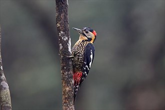 Darjeeling Woodpecker