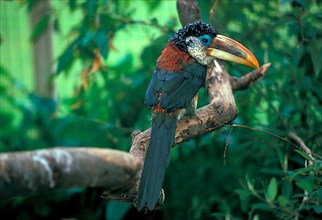 Curly haired aracari on branch