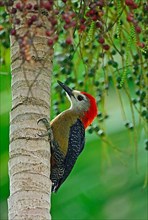 Jamaican woodpecker