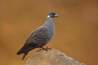 Amhar Pigeon