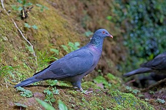 Bolle's pigeon