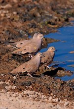 Golden-spotted golden-spotted ground dove