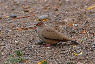 Bare-eyed moreno's ground dove