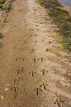 Footprints of the great bustard