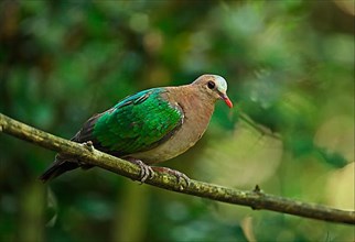 Green-winged Dove