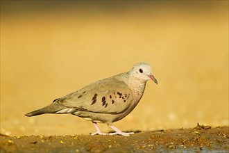 Common Ground-dove