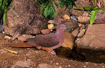 Pink-breasted Cuckoo Dove