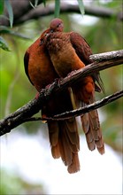 Pink-breasted Cuckoo Dove