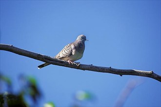 Peaceful dove