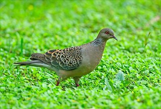 Oriental Turtle-dove