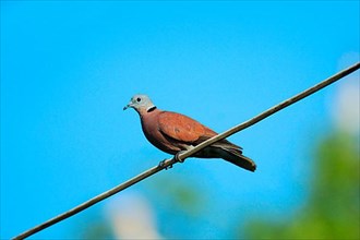 Red Collared-dove
