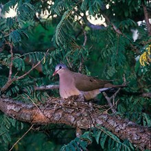 Steel-spotted Dove