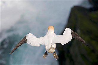 Northern northern gannet