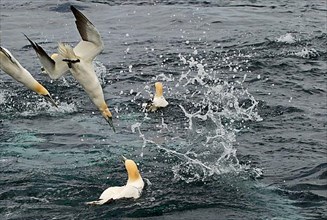 Northern northern gannet