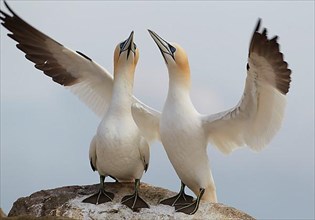 Northern Gannet adult pair
