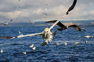 Adult northern gannet