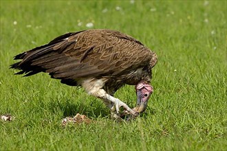 Adult lobe-faced nubian vulture
