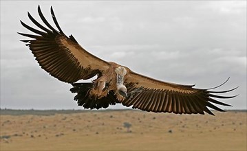 Rueppell's griffon vulture