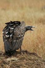 Rueppell's griffon vulture