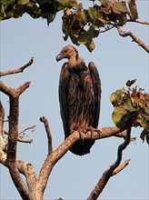 White-rumped vulture